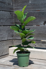Ficus lyrata 'Little Fiddle' in grow pot in front of grey wood background