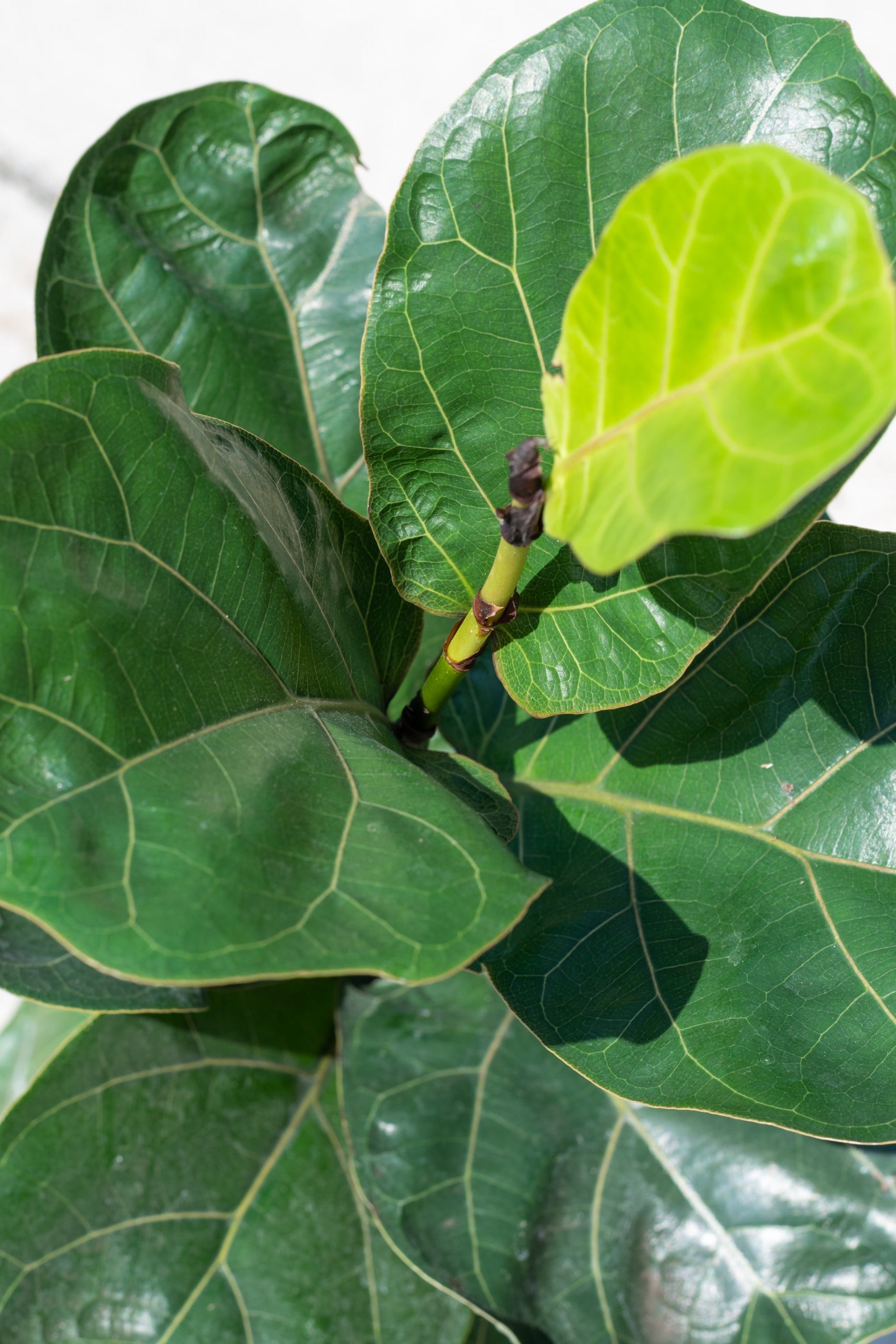 Close up of Ficus lyrata 'Little Fiddle' leaves ©Sprout Home