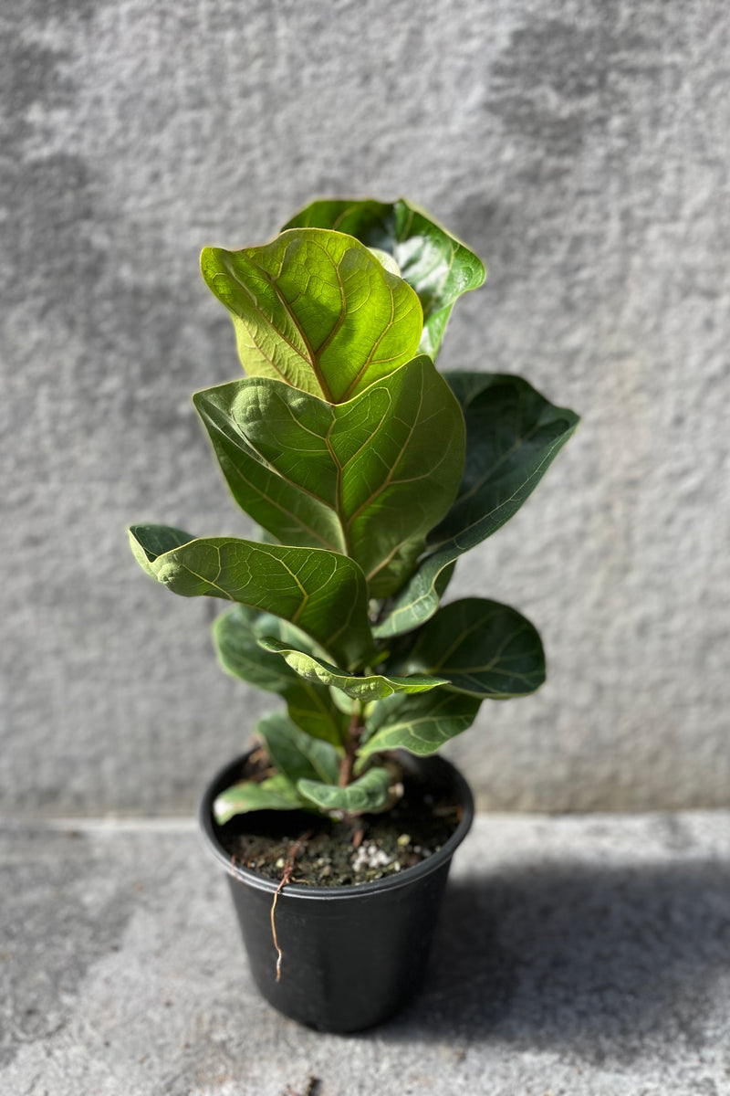 Ficus lyrata 'Little Fiddle' in grow pot in front of grey background