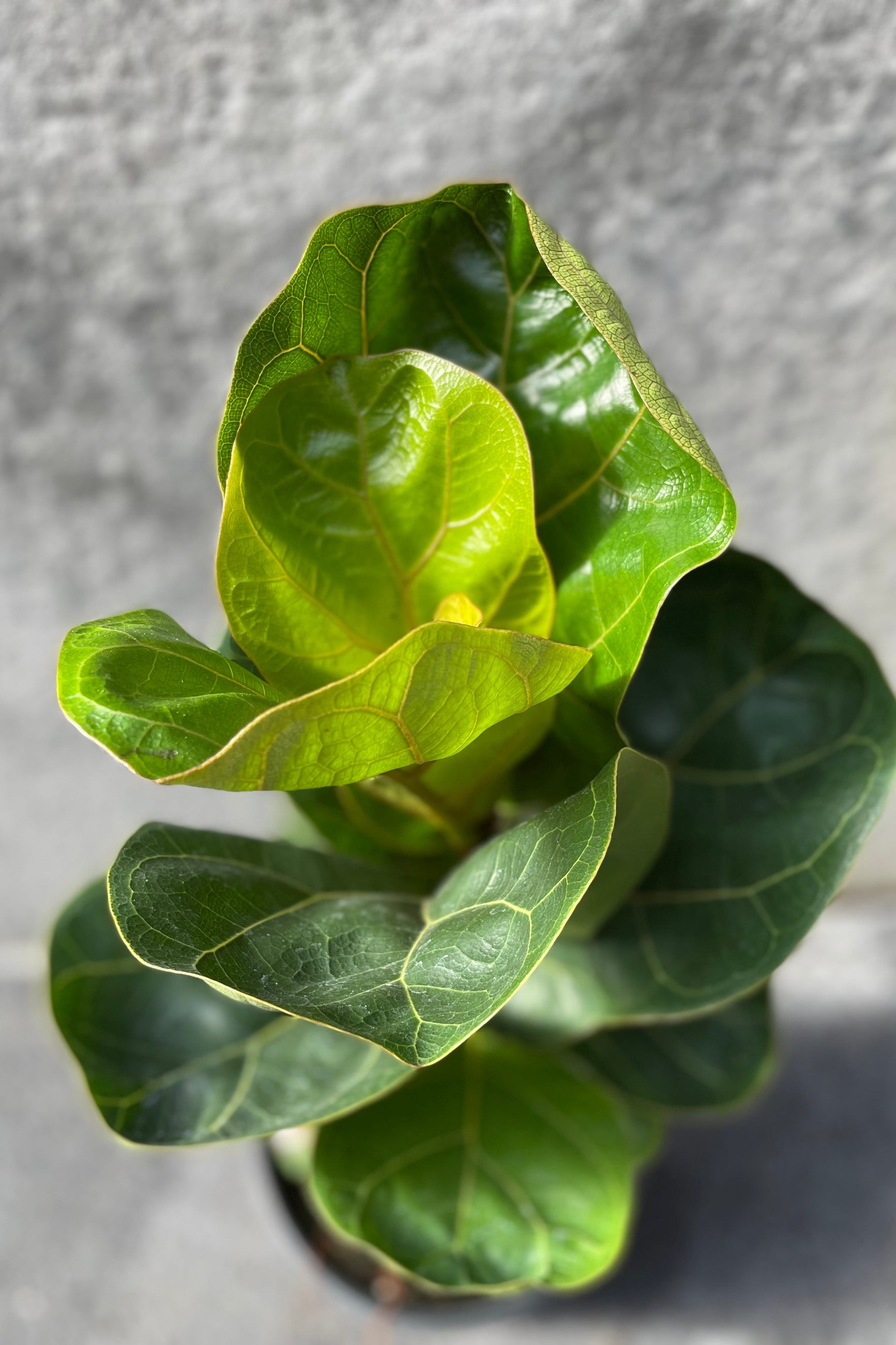 Close up of Ficus lyrata 'Little Fiddle' leaves ©Sprout Home