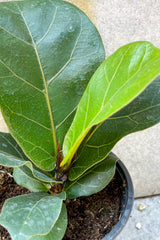 Close up of Ficus lyrata 'Little Sunshine' foliage