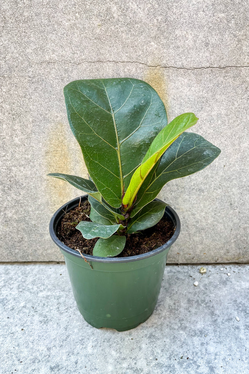 Ficus lyrata 'Little Sunshine' 4" in front of grey background
