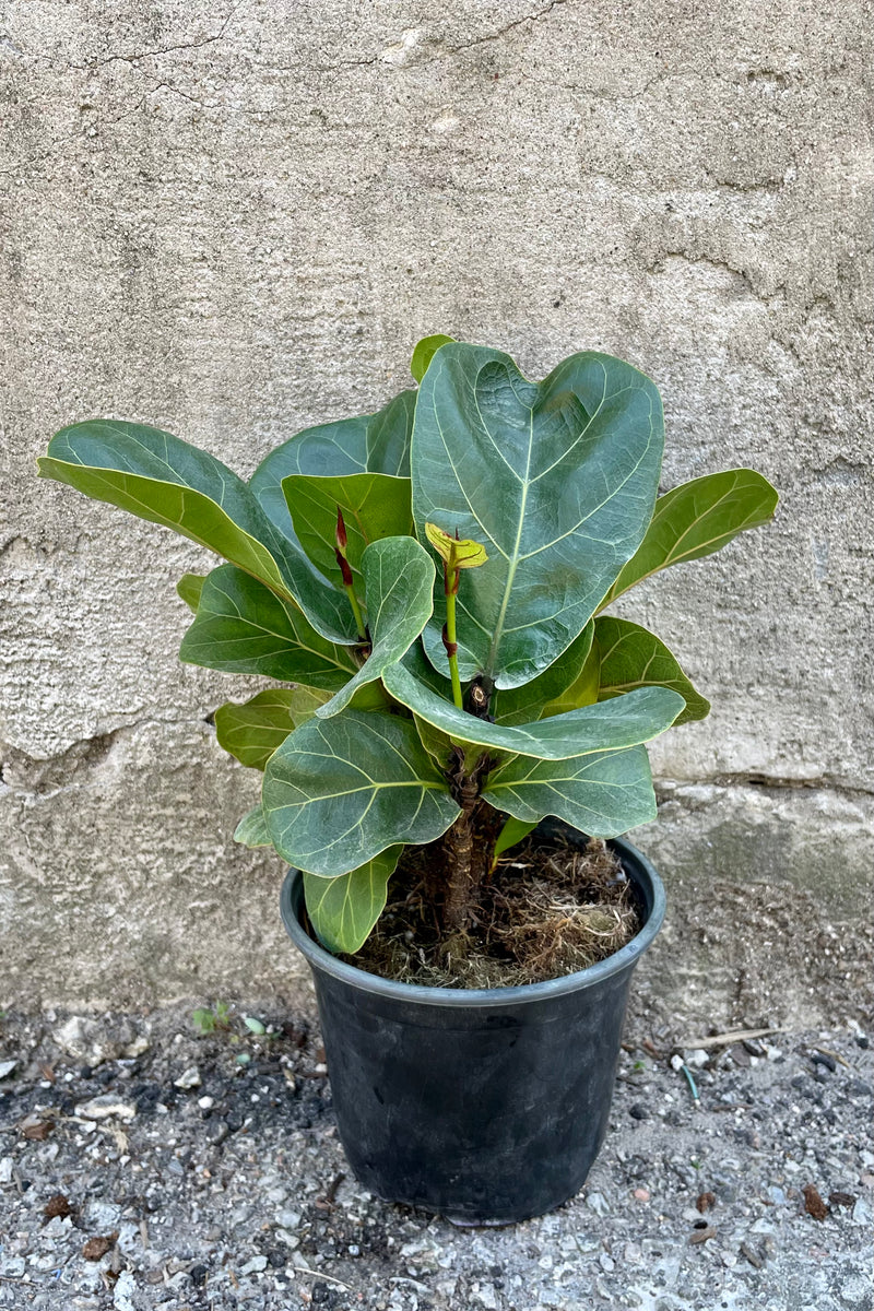 Ficus lyrata 'Little Sunshine' 6" against a grey wall