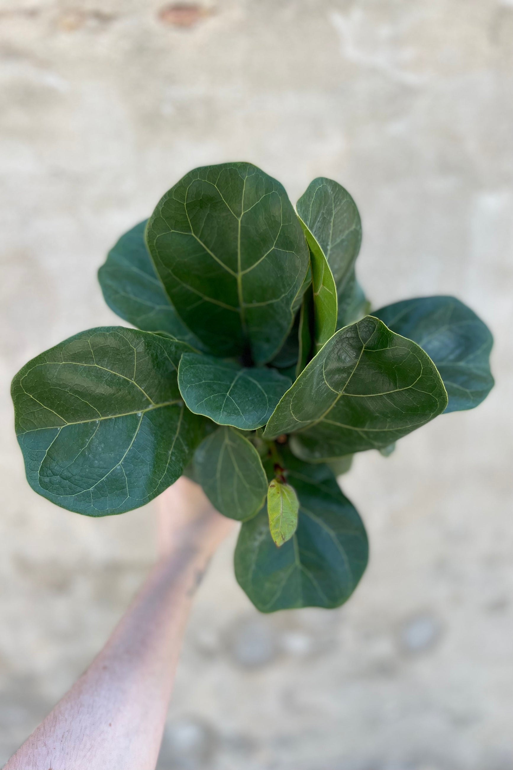 detail of Ficus lyrata 'Little Sunshine' 6" against a grey wall ©Sprout Home