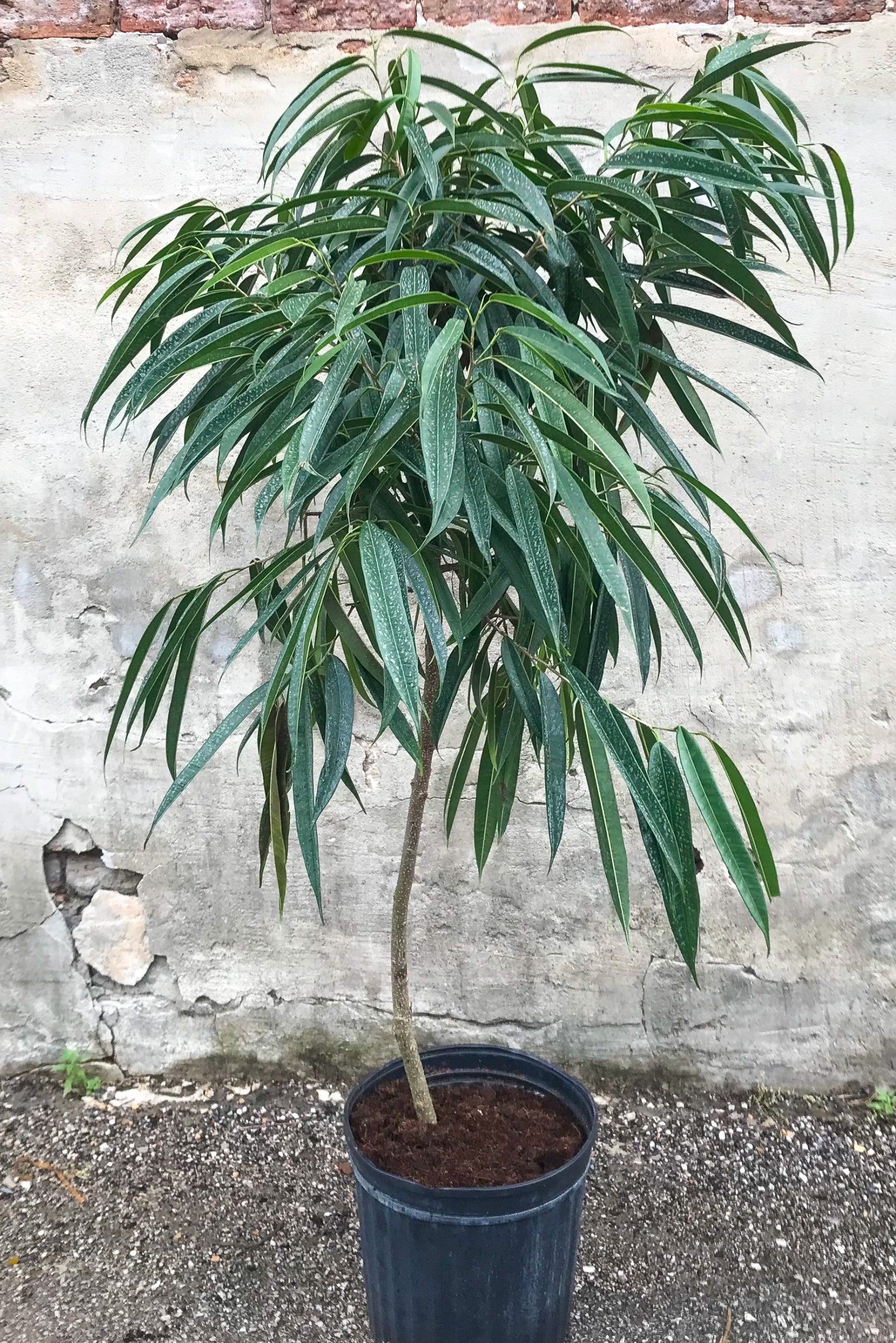 Ficus maclellandii 'Alii' in grow pot in front of grey concrete background ©Sprout Home