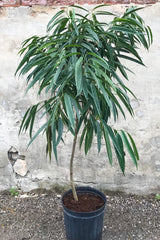 Ficus maclellandii 'Alii' in grow pot in front of grey concrete background