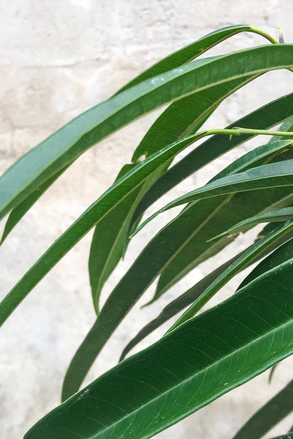 Close up of Ficus maclellandii 'Alii' leaves