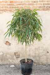 Large ficus maclellandi Alli tree in front of concrete wall