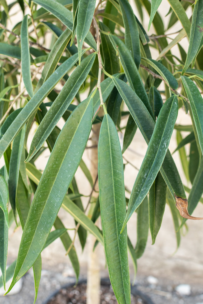 Close up of ficus maclellandii Alii leaves