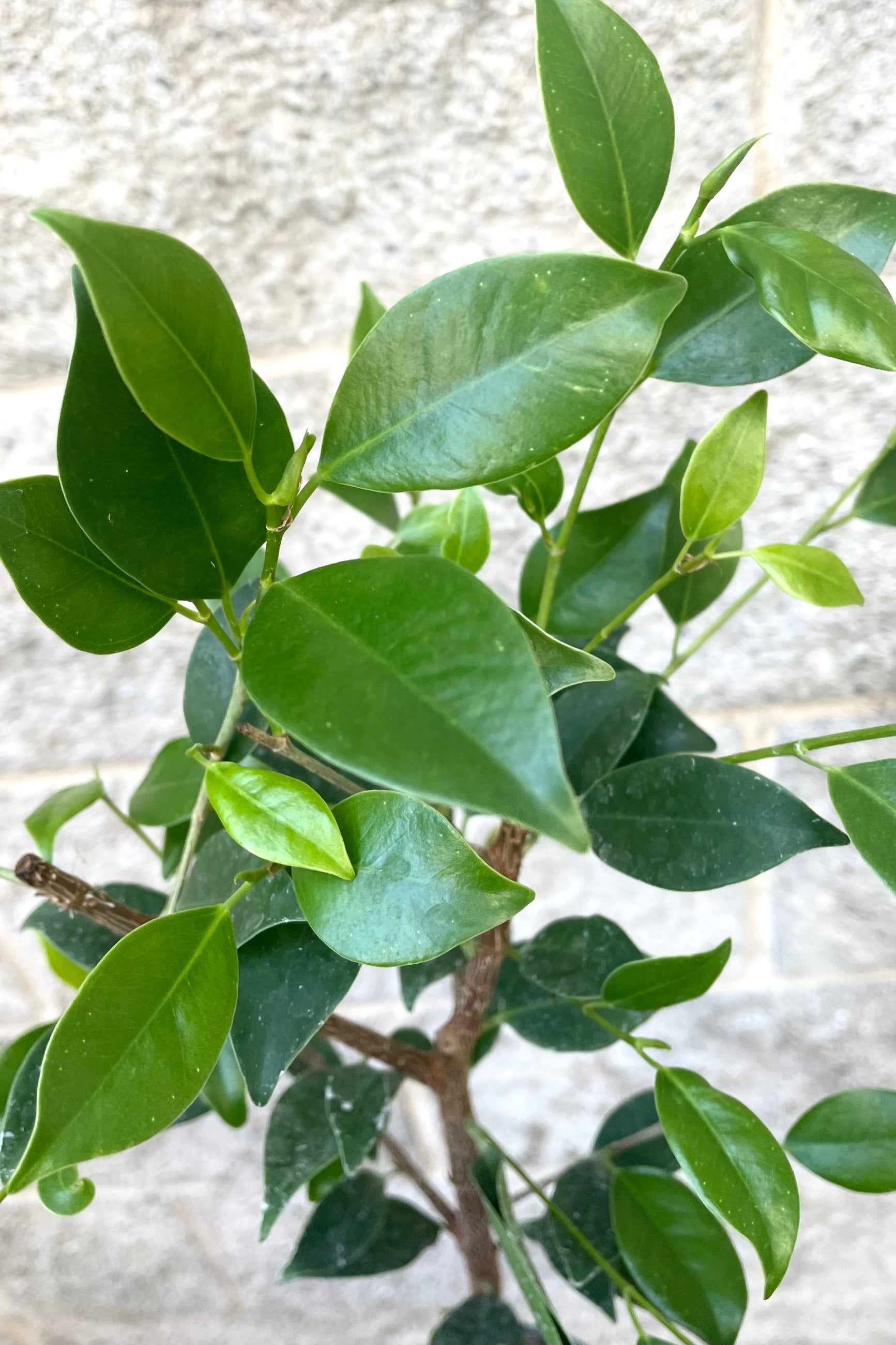 A detailed view of the leaves of Ficus microcarpa "Ginseng" 4" against concrete backdrop ©Sprout Home