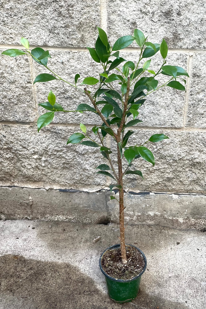 A full view of Ficus microcarpa "Ginseng" 4" in grow pot against concrete backdrop