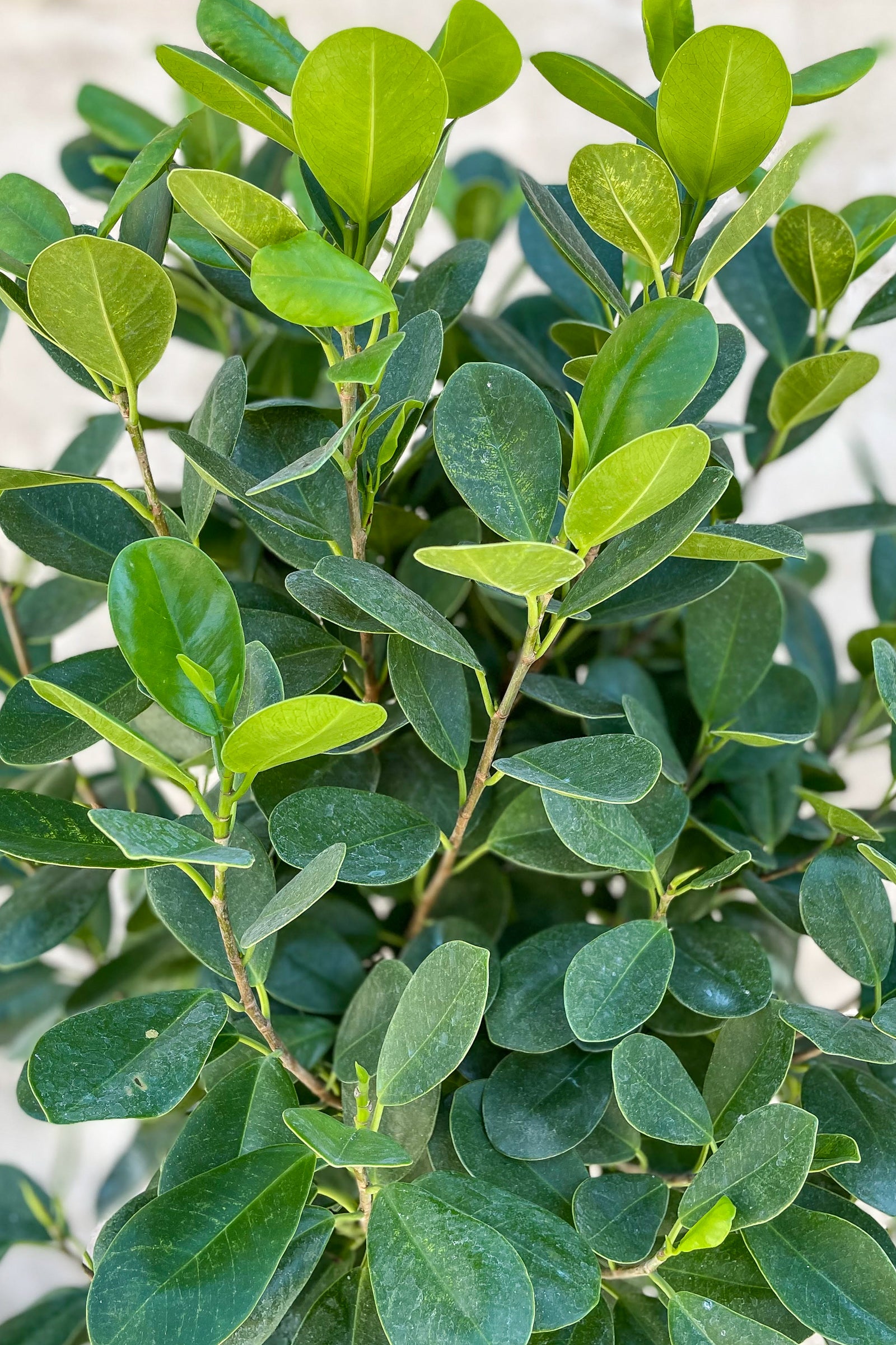 Ficus microcarpa 'Moclame' 14"