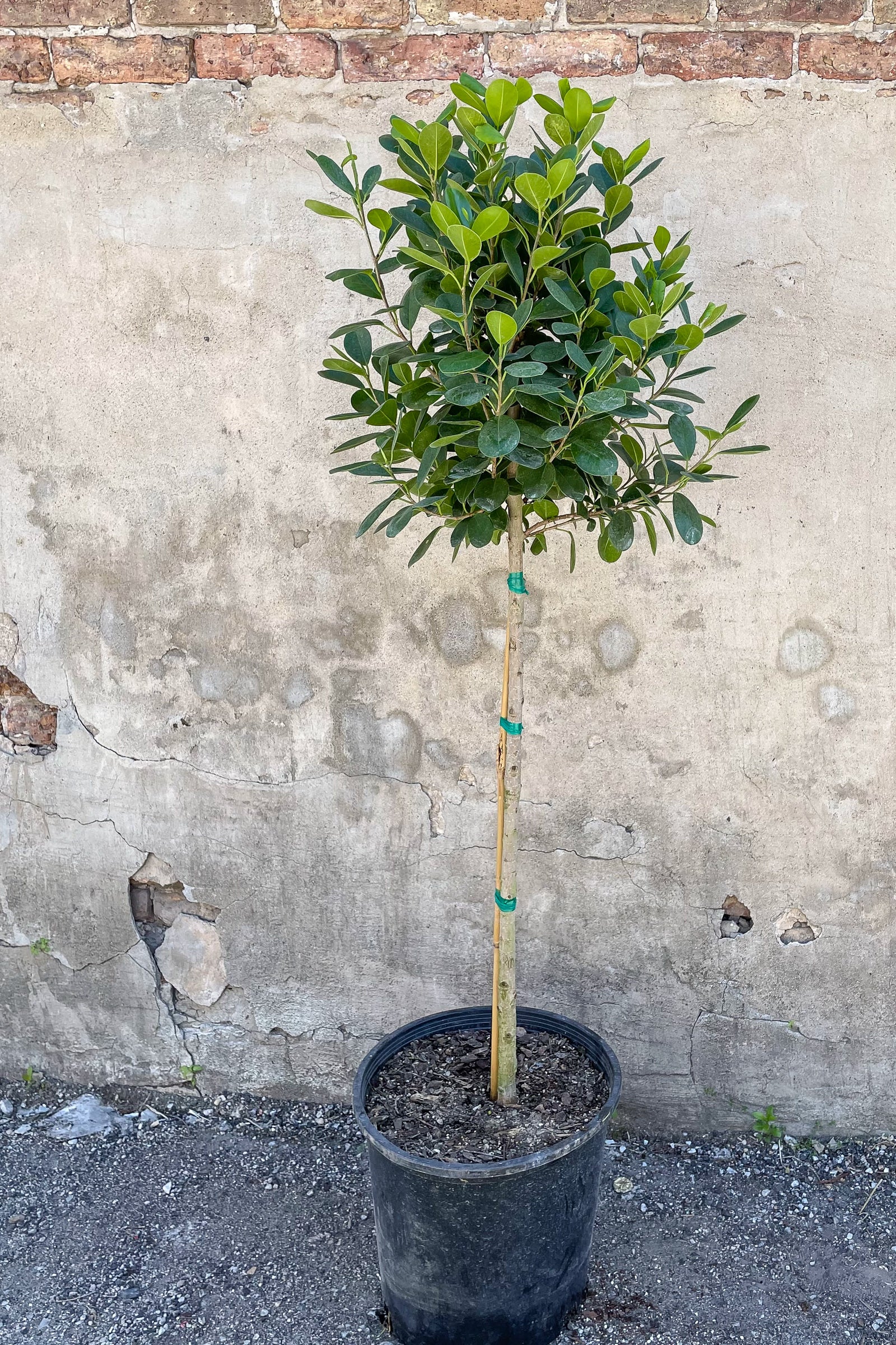 Tree standard with straight trunk and bushy canopy of rounded green leaves on slender stems against grey background.