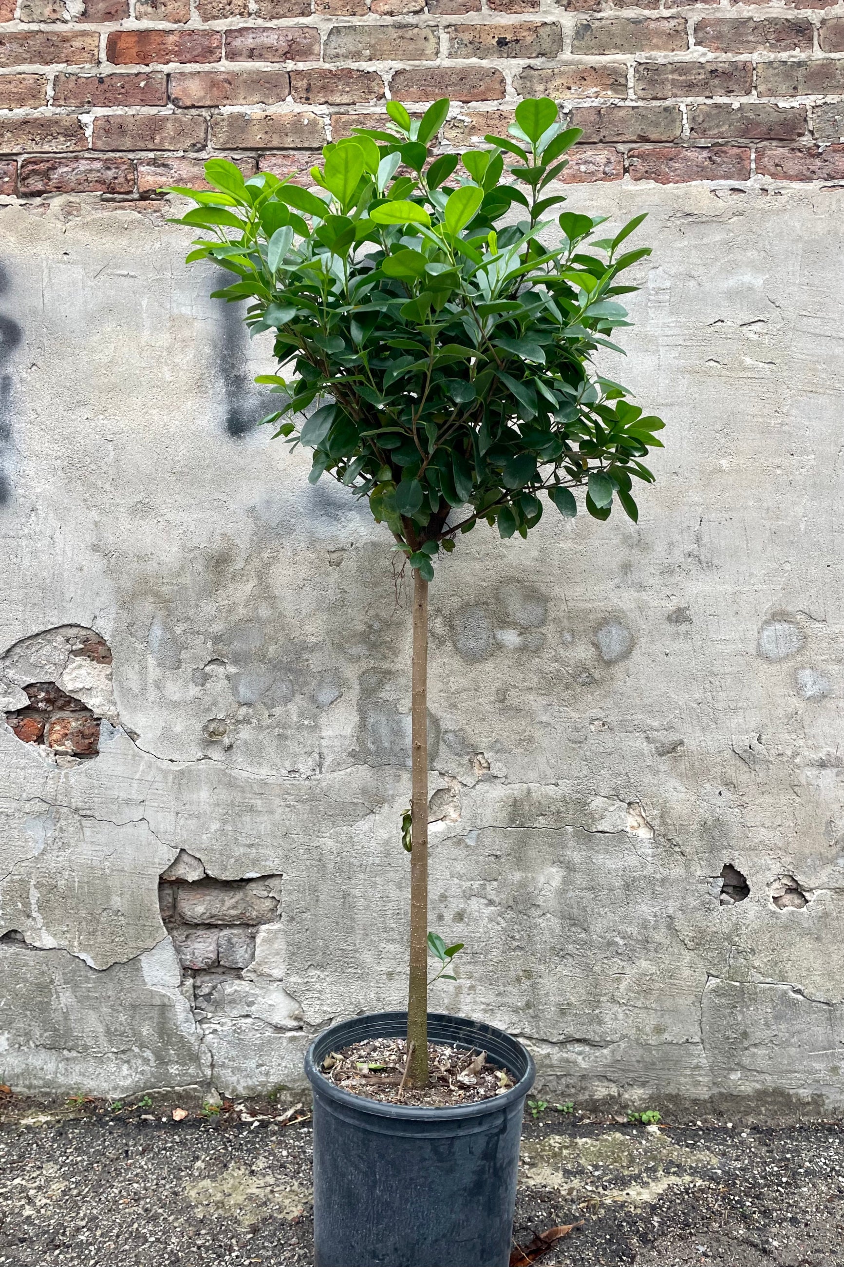 Photo of Ficus microcarpa Moclame tree with trunk and arbor against stone wall ©Sprout Home
