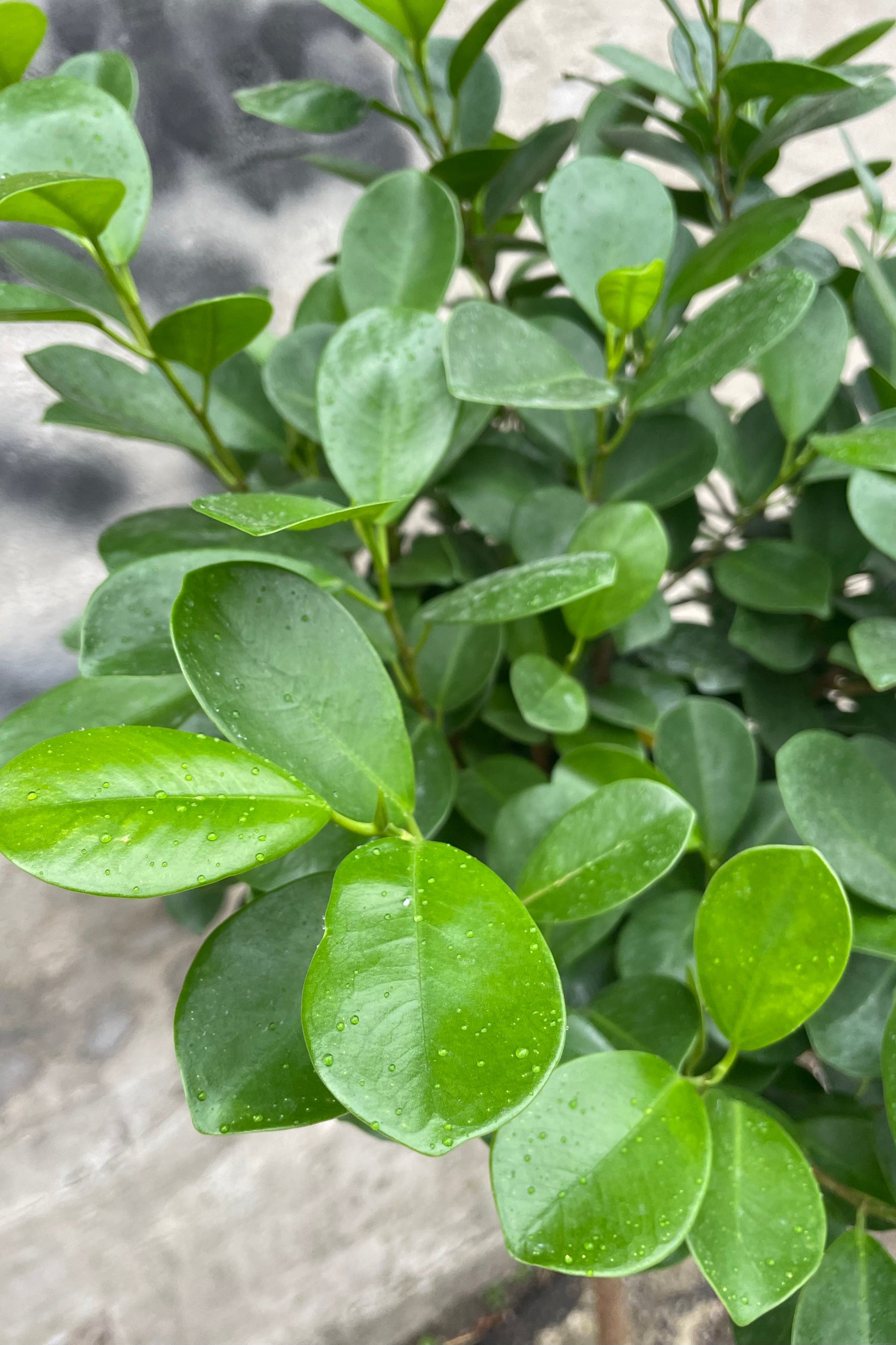 Close photo of glossy green leaves of Ficus microcarpa Moclame tree ©Sprout Home 
