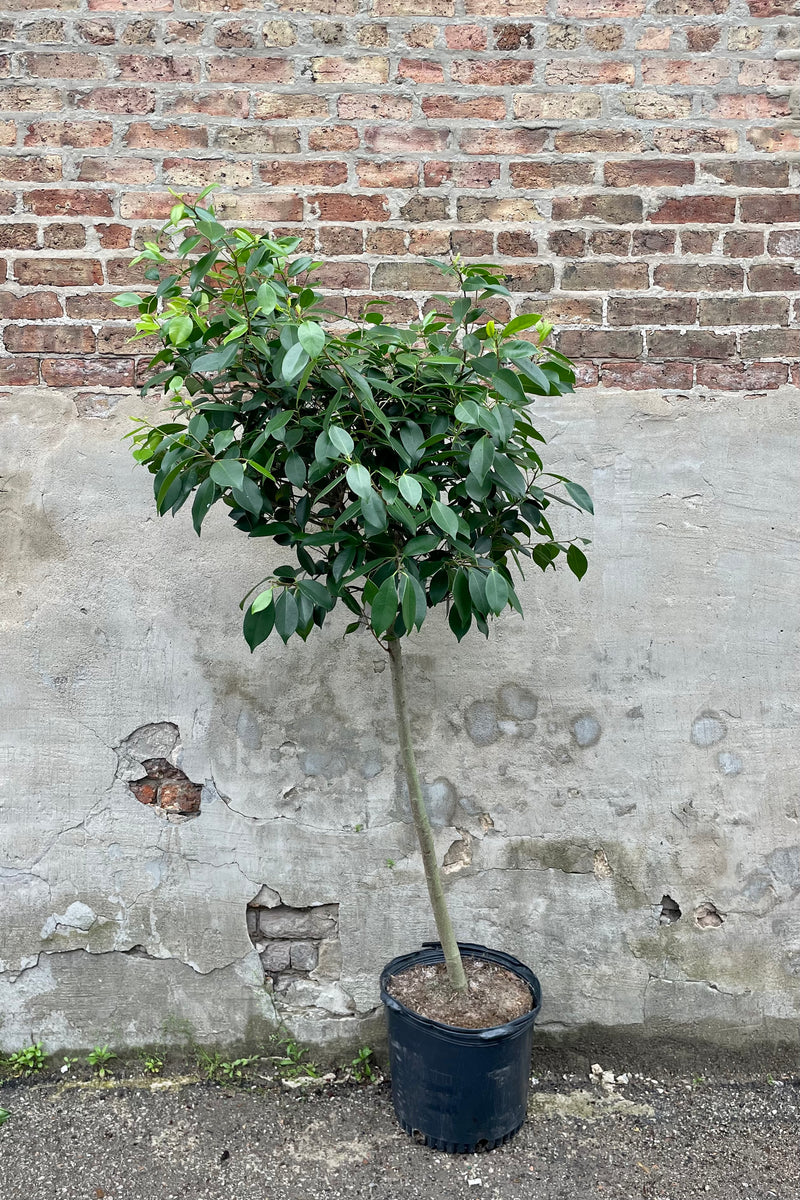 Ficus microcarpa "Nitida" 14" against a grey wall