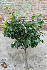 detail of Ficus microcarpa "Nitida" 14" against a grey wall