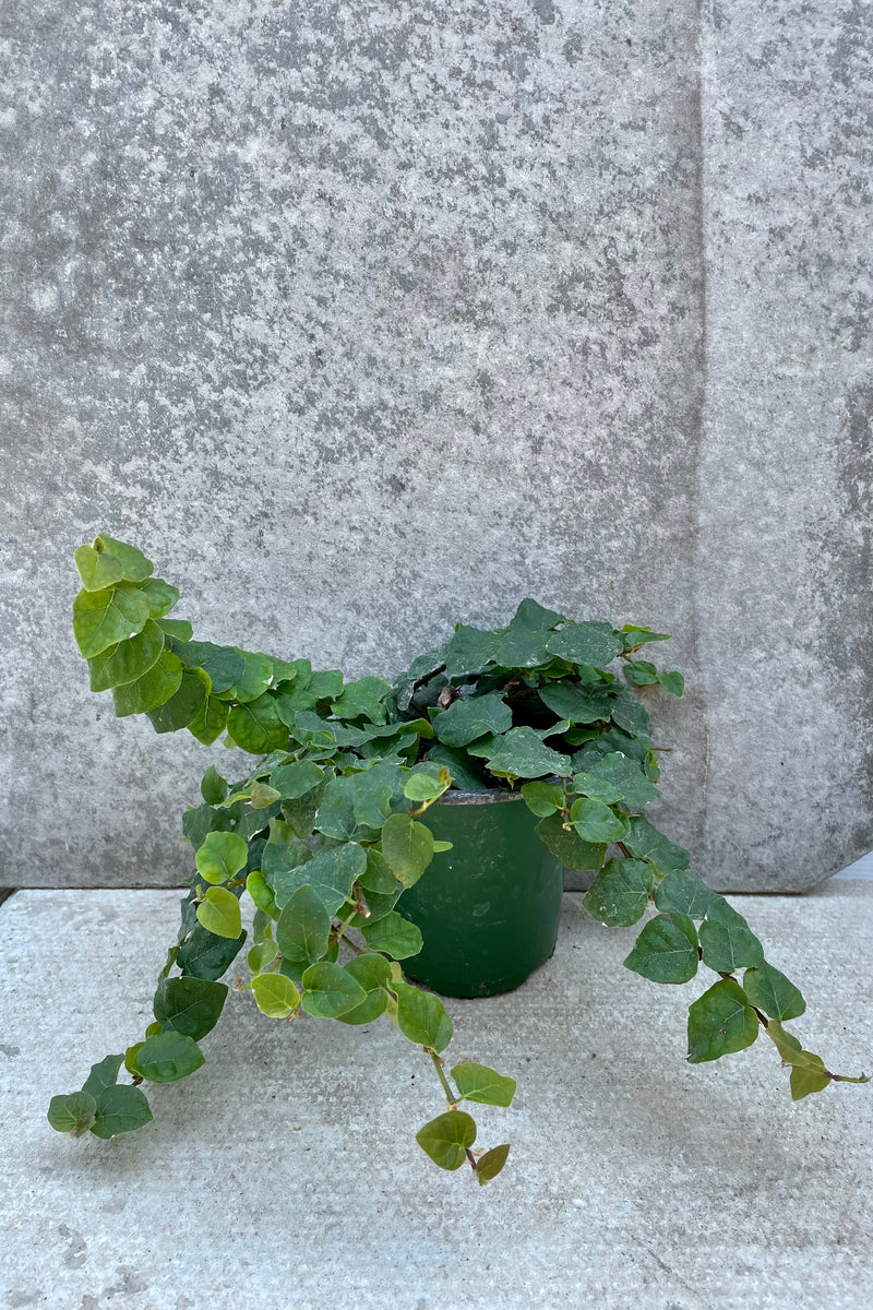 Ficus pumila 4"green vining leaves  against a white wall
