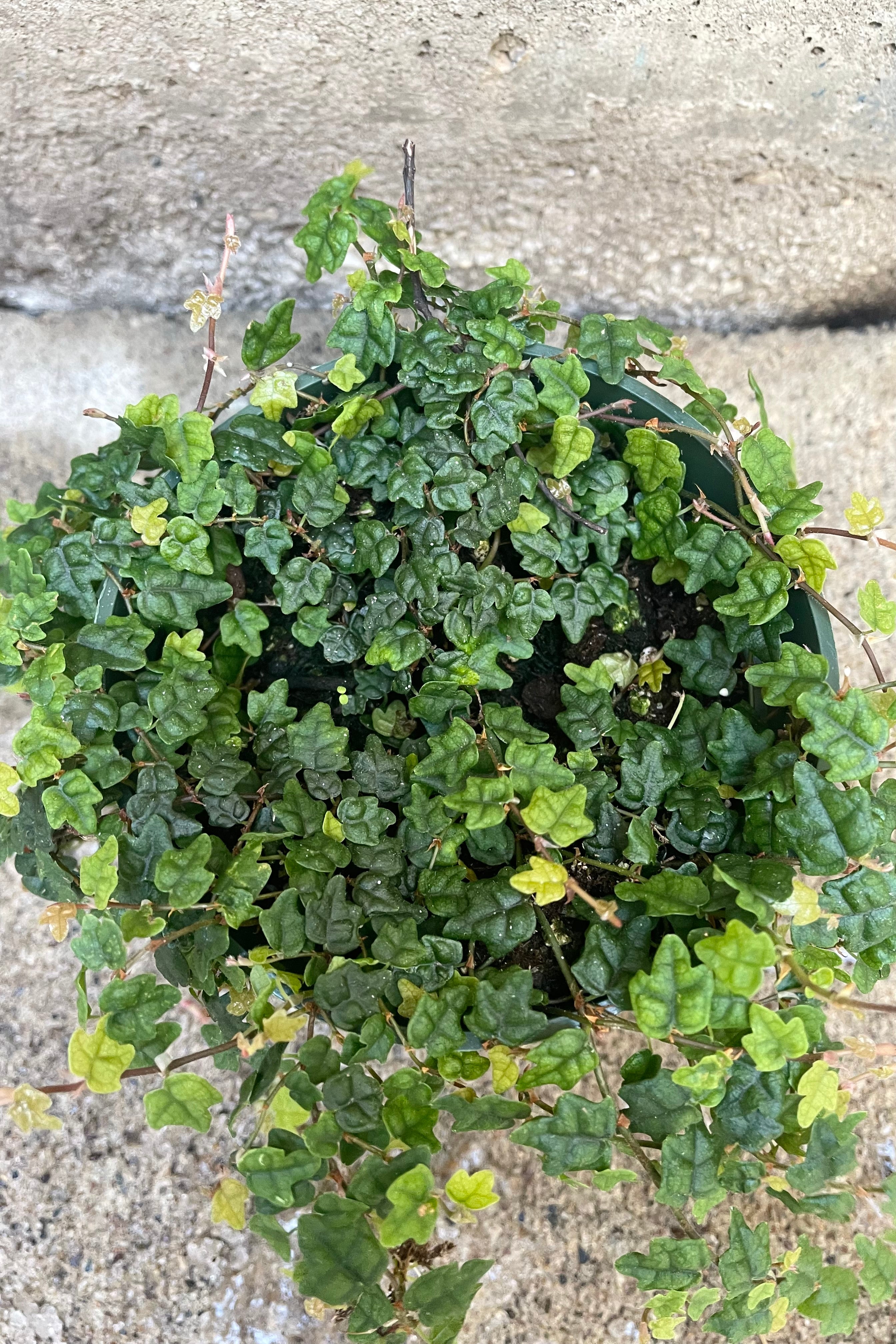 An overhead detailed view of Ficus pumila var. quercifolia "Oakleaf Creeping Fig" 4" against concrete backdrop