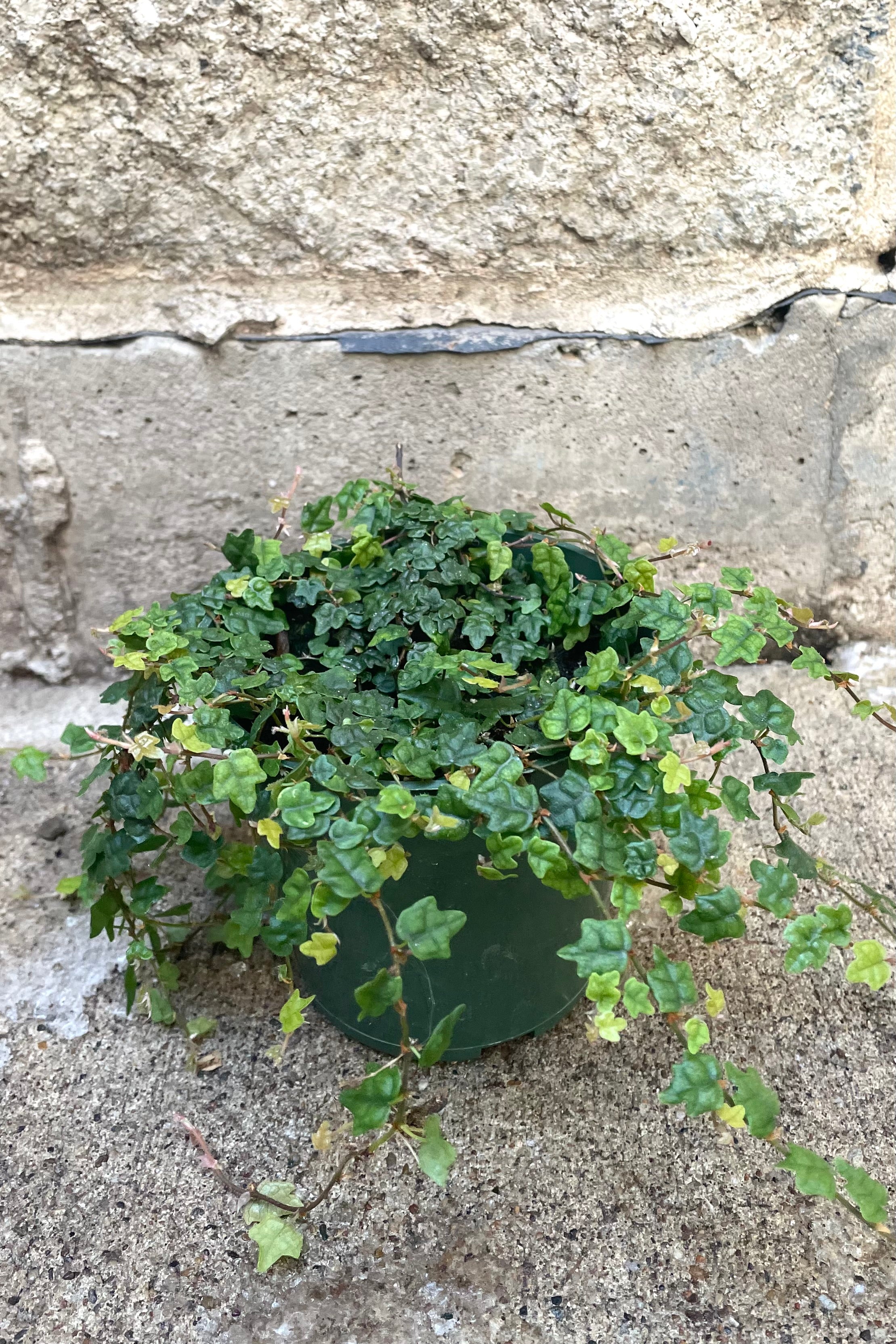 A full view of Ficus pumila var. quercifolia "Oakleaf Creeping Fig" 4" in grow pot against concrete backdrop