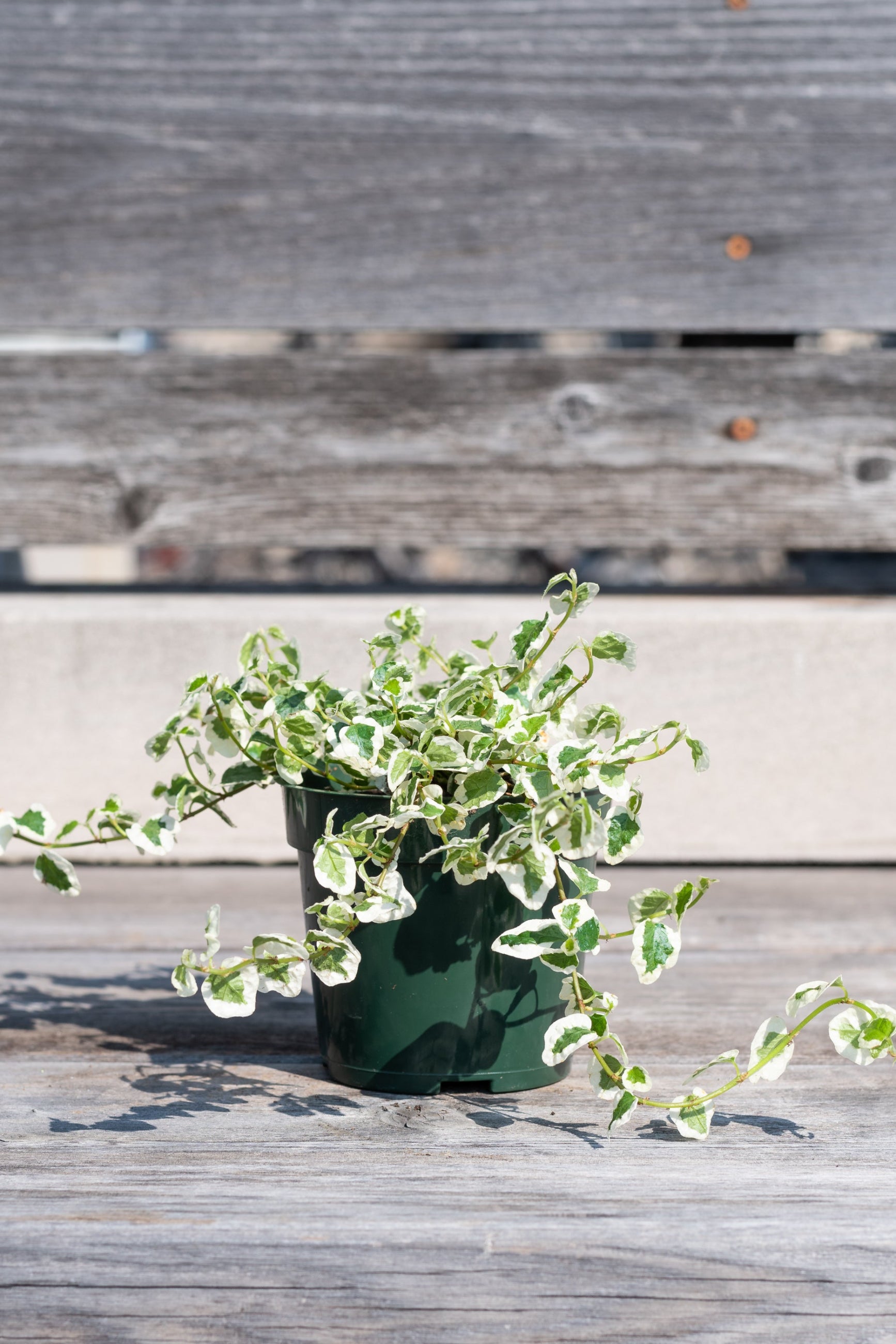 Ficus pumila, Variegated in grow pot in front of grey wood background ©Sprout Home