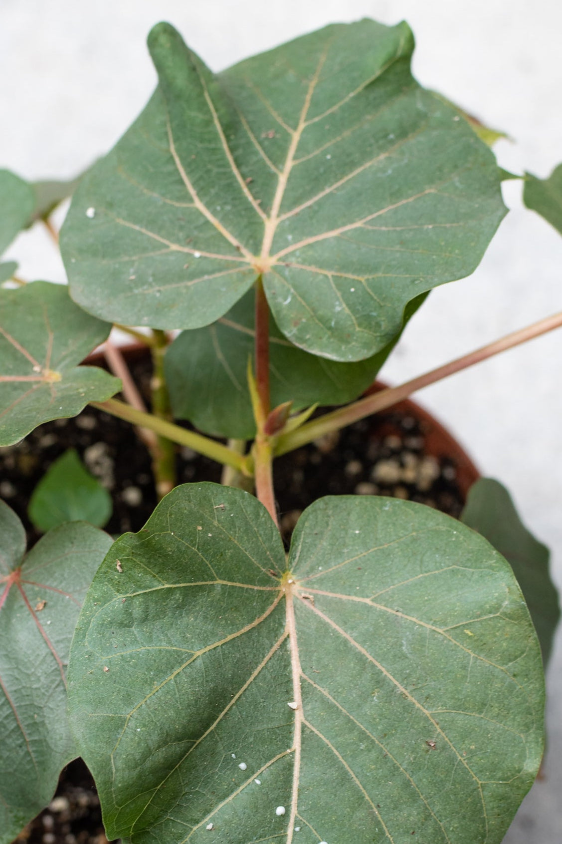 Ficus petiolaris plant view from above.   ©Sprout Home
