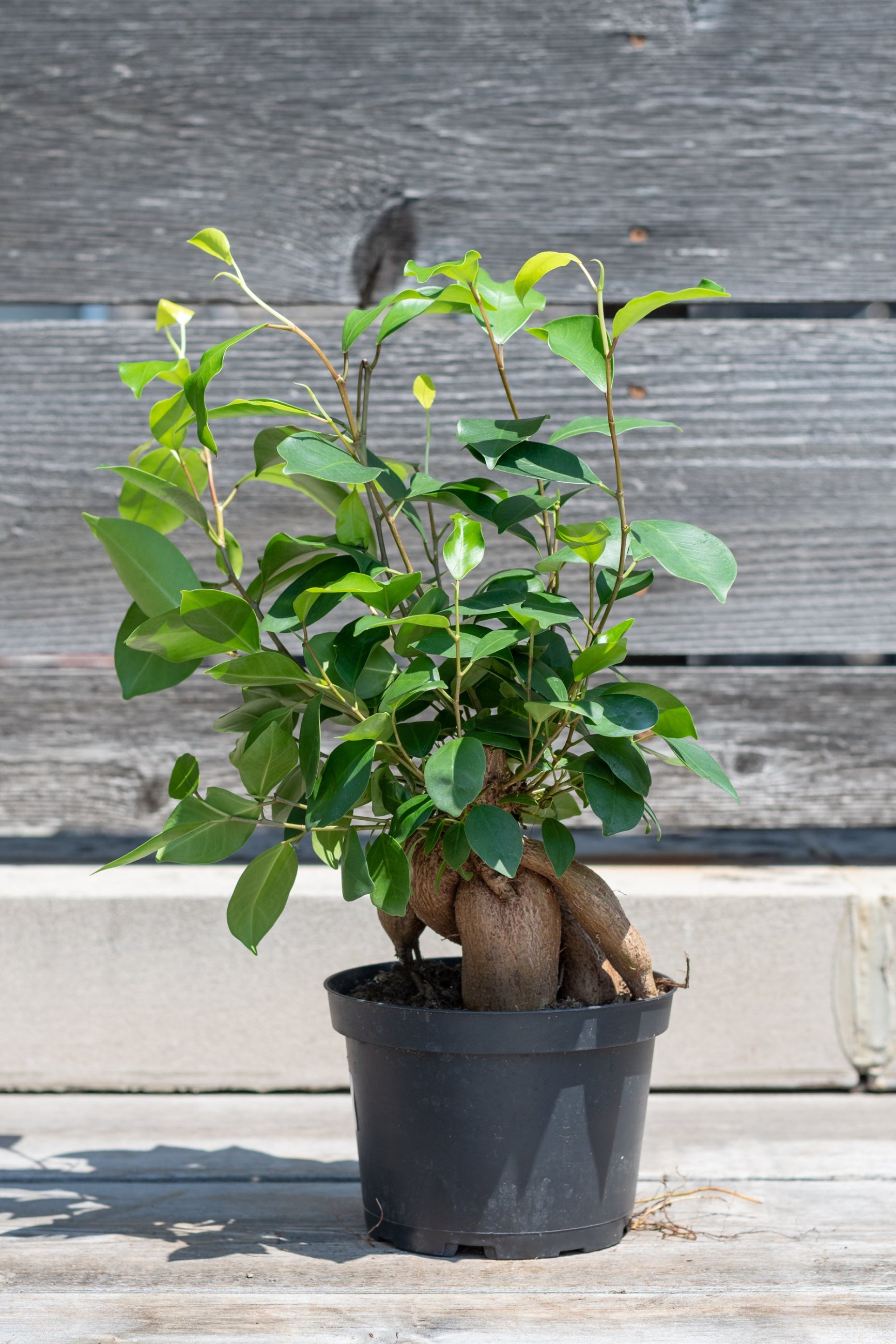 Ginsing Ficus in a 6 growers pot against a wood fence ©Sprout Home 