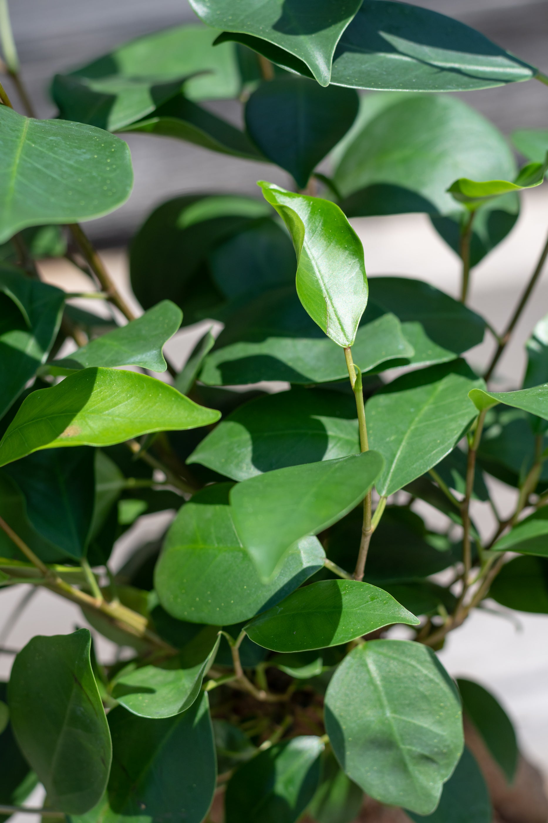 Close up of Ficus retusa "Ginseng Ficus" leaves