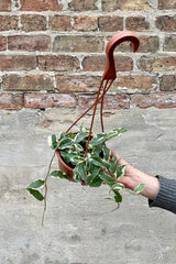 Ficus radicans 6" orange hanging growers pot with green and cream variegated vining leaves against a grey and brick wall 