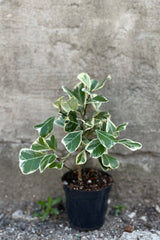 Photo of green and white ficus leaves in a black pot
