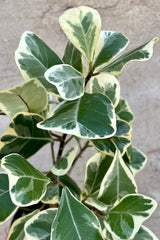 Close photo of green and white leaves of Ficus triangularis