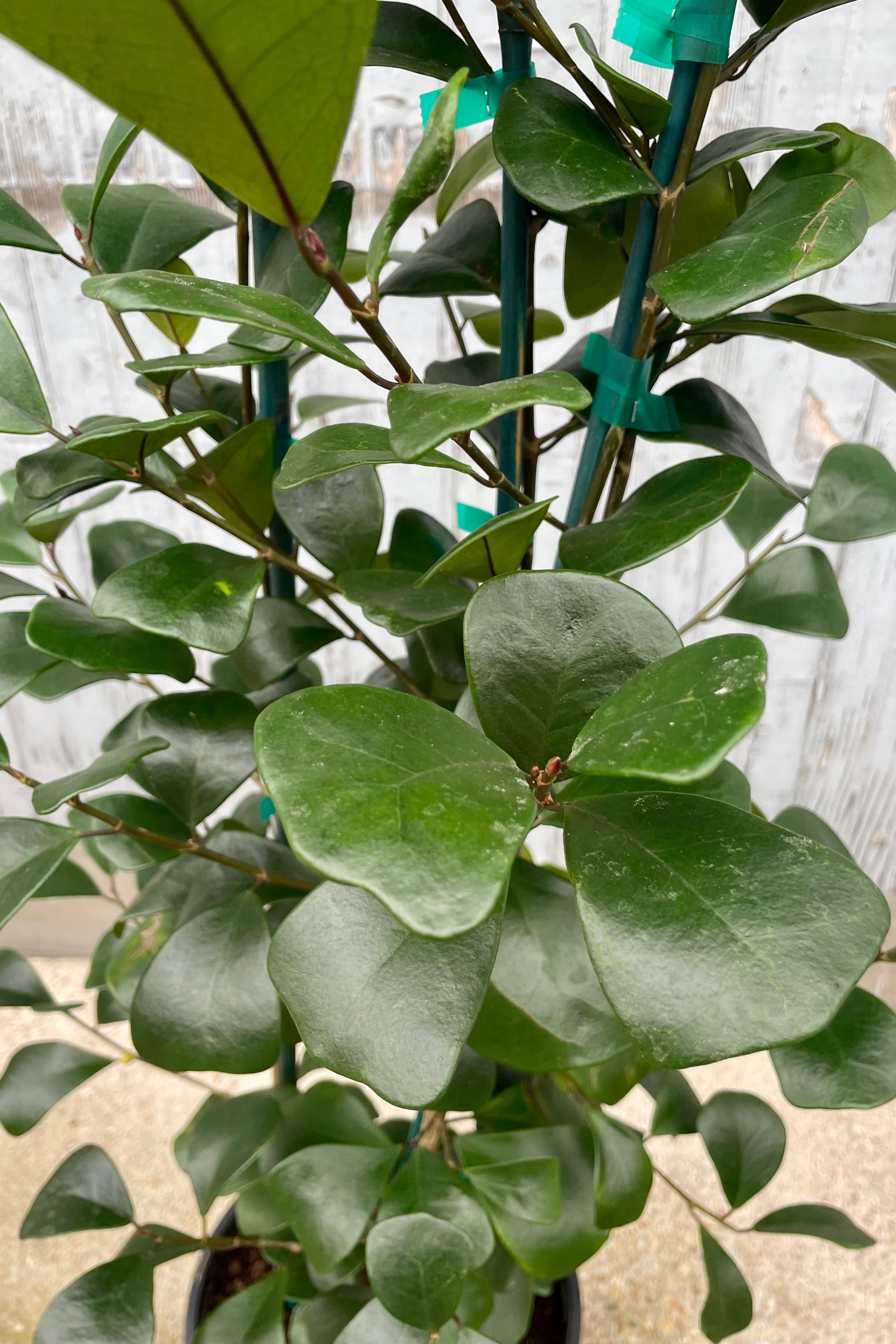 Close up photo of green leaves of Ficus triangularis against a gray wall