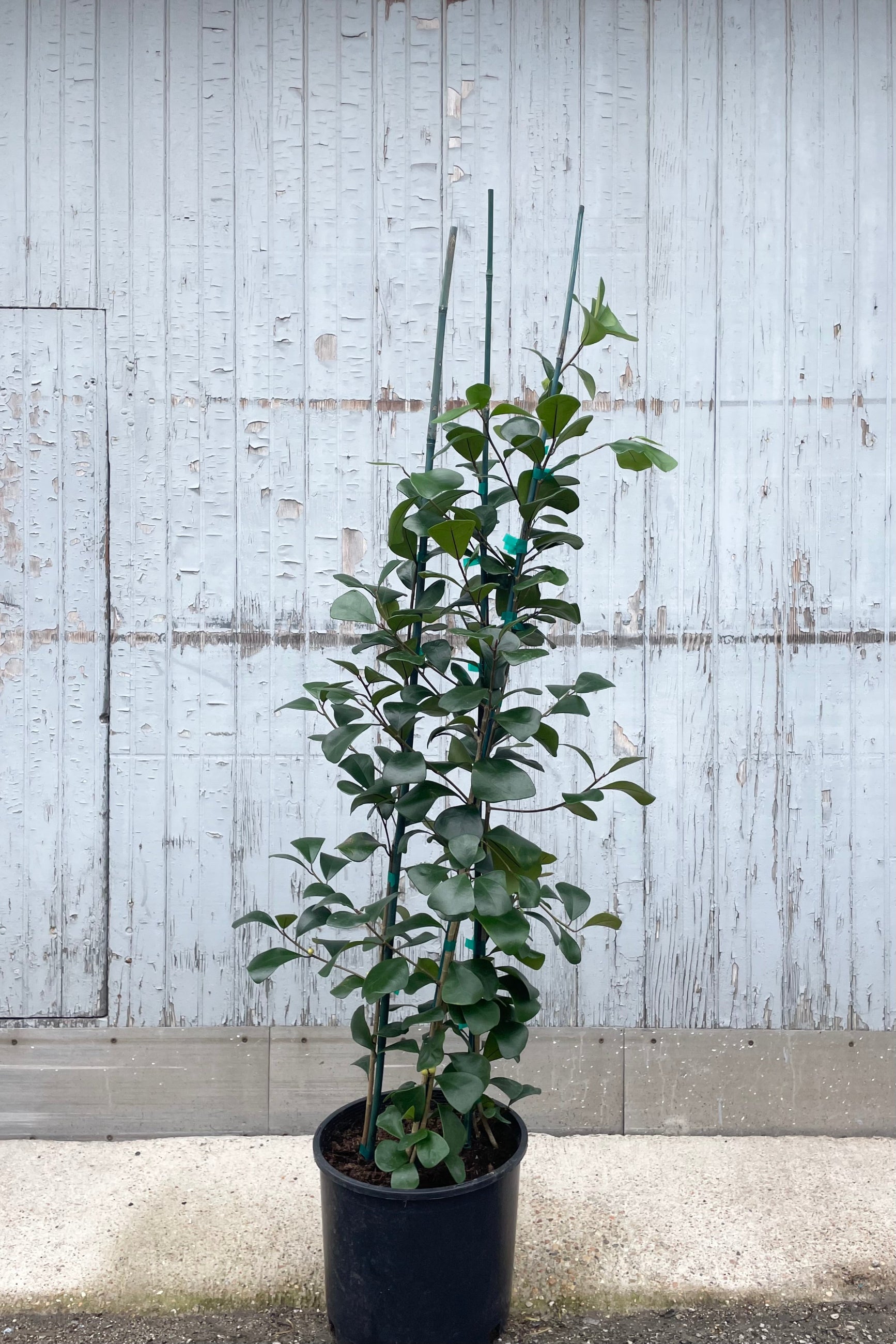 Photo of a Ficus triangularis tree against a stone and wood gray wall ©Sprout Home