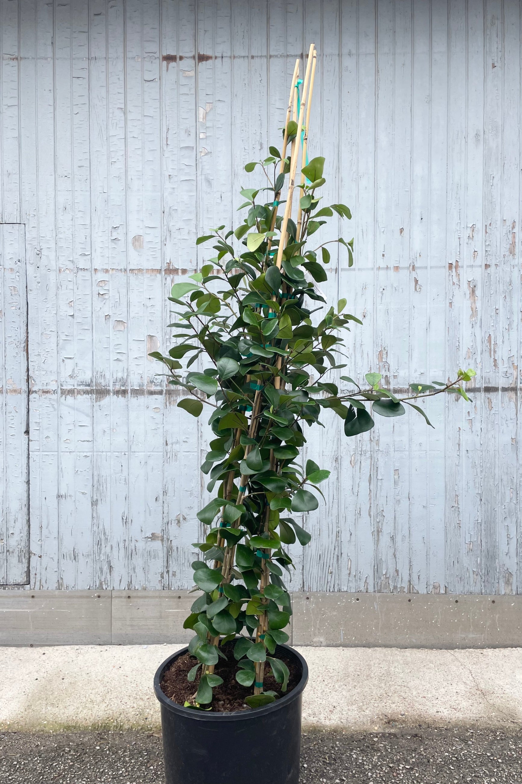 Photo of a Ficus triangularis tree against a stone and wood gray wall. ©Sprout Home