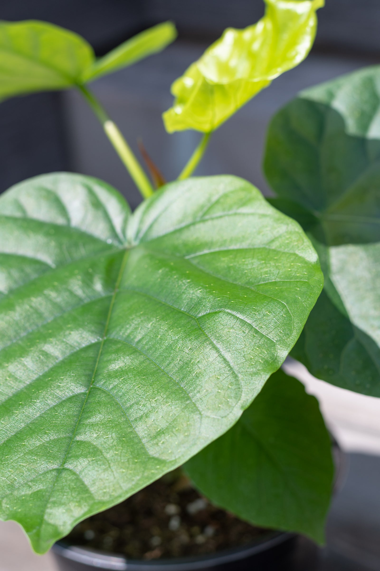 Close up of Ficus umbellata leaves in the sunshine
