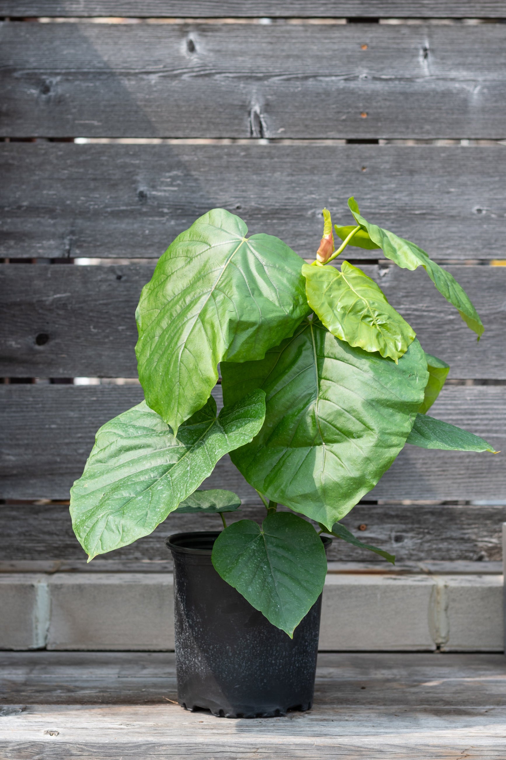 Ficus umbellata in a 8" grow pot against a wooden fence. 