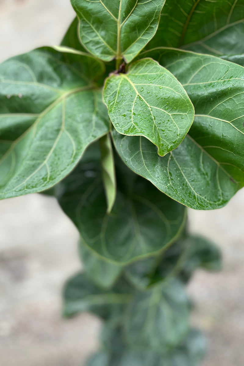 Close up of Ficus lyrata 'Little Fiddle' column form leaves