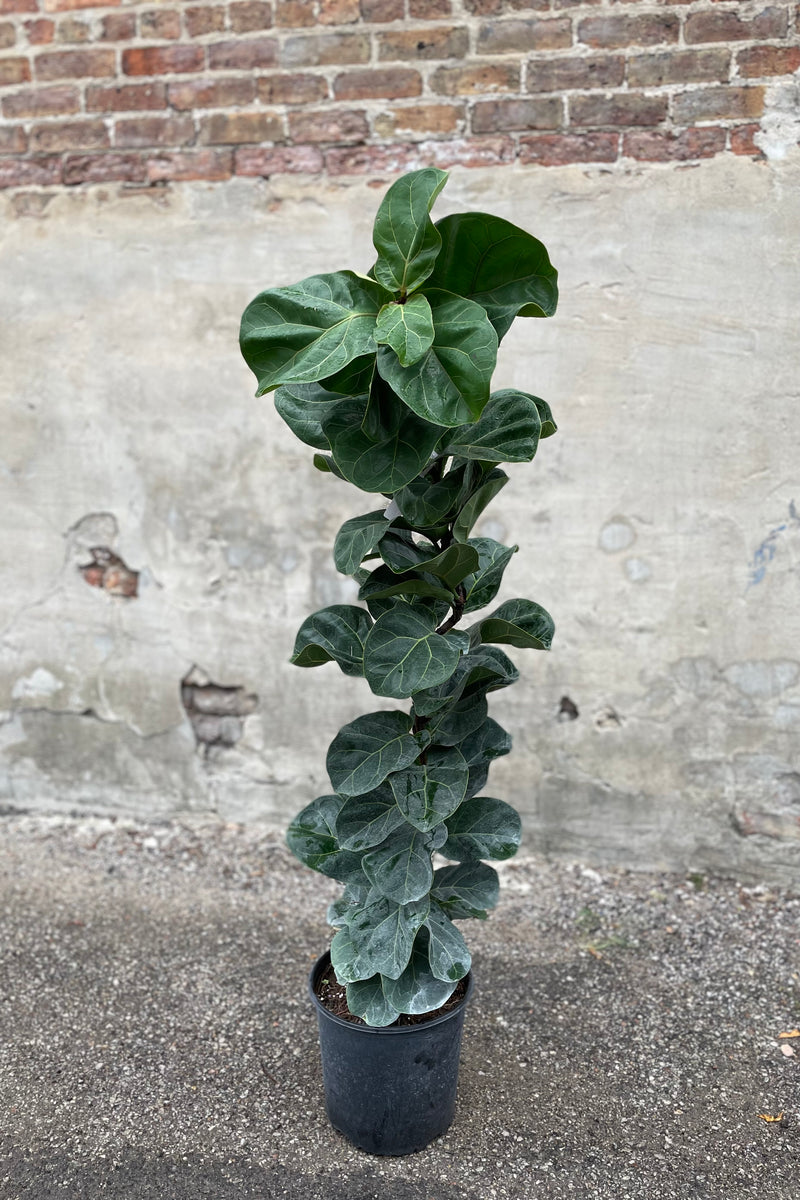 Ficus lyrata 'Little Fiddle' column form in grow pot in front of concrete wall