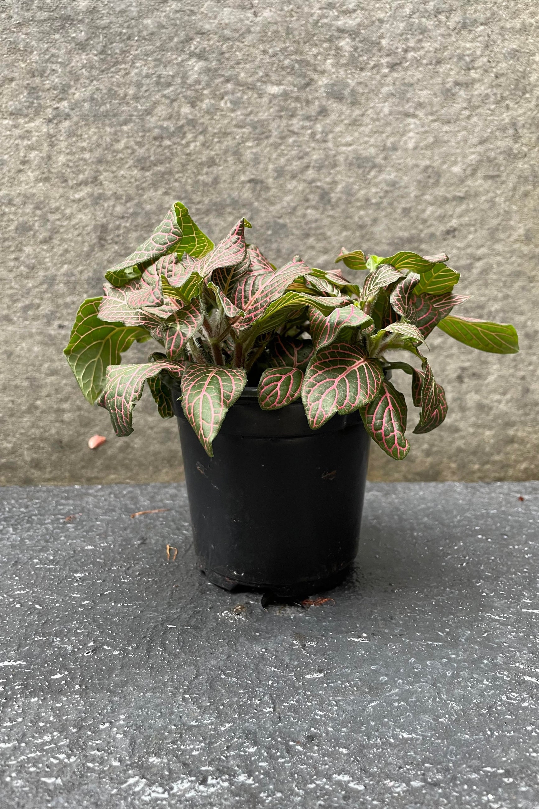 The Fittonia albivenis pink sits in its 4 inch growers pot against a grey backdrop. ©Sprout Home