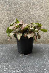 The Fittonia albivenis pink sits in its 4 inch growers pot against a grey backdrop.
