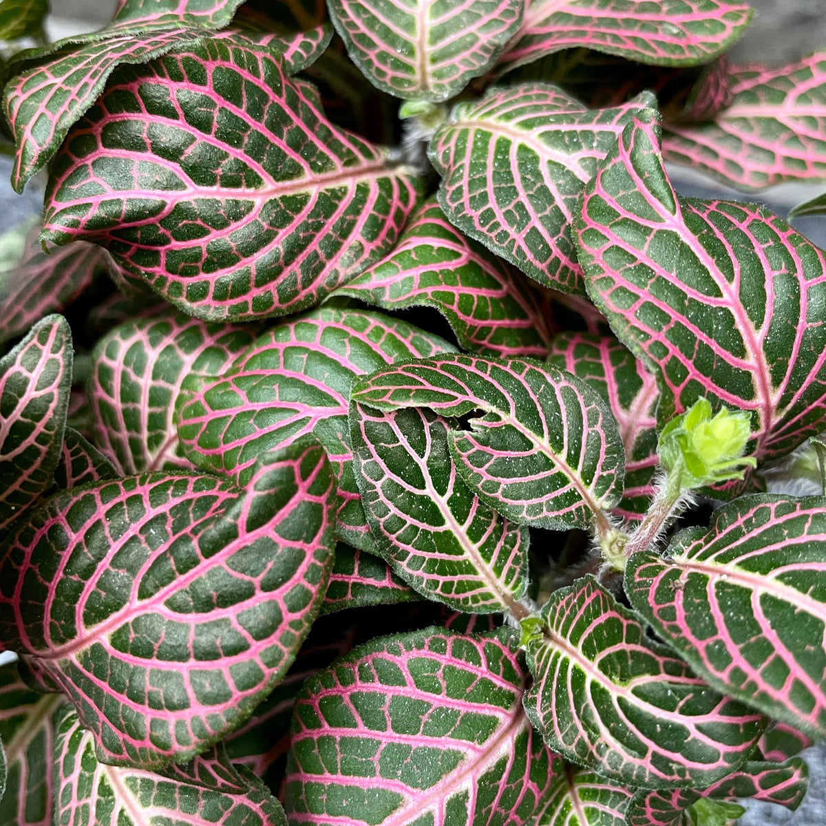 Fittonia albivenis pink 4" at SPROUT HOME