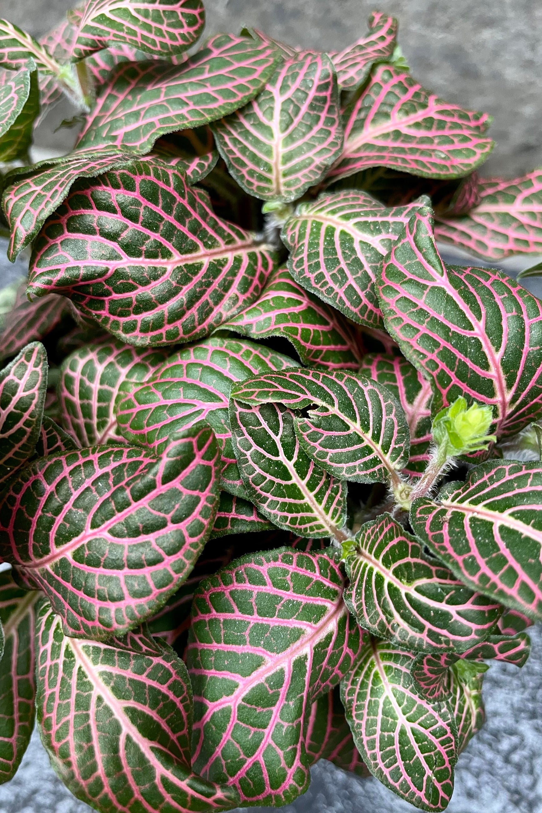 A detailed glimpse of the Fittonia albivenis's green and pink foliage. ©Sprout Home