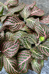 A detailed glimpse of the Fittonia albivenis's green and pink foliage.