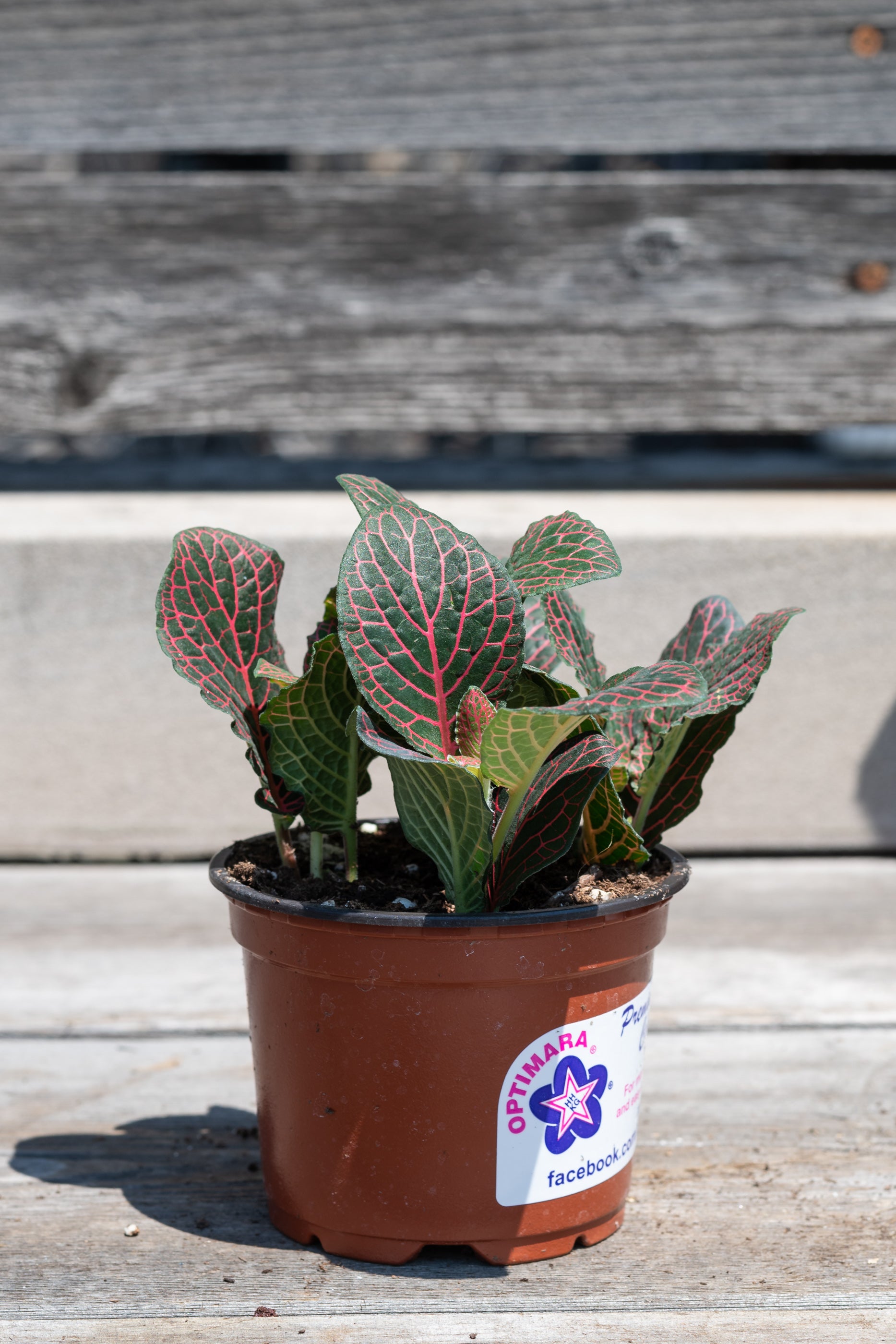 Fittonia albivenis red 4"