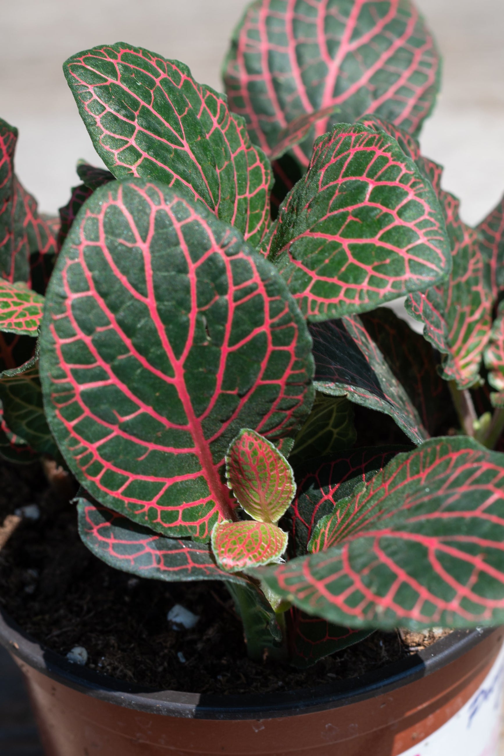 A potted Fittonia albivenis plant with green leaves featuring red and white veins. ©Sprout Home