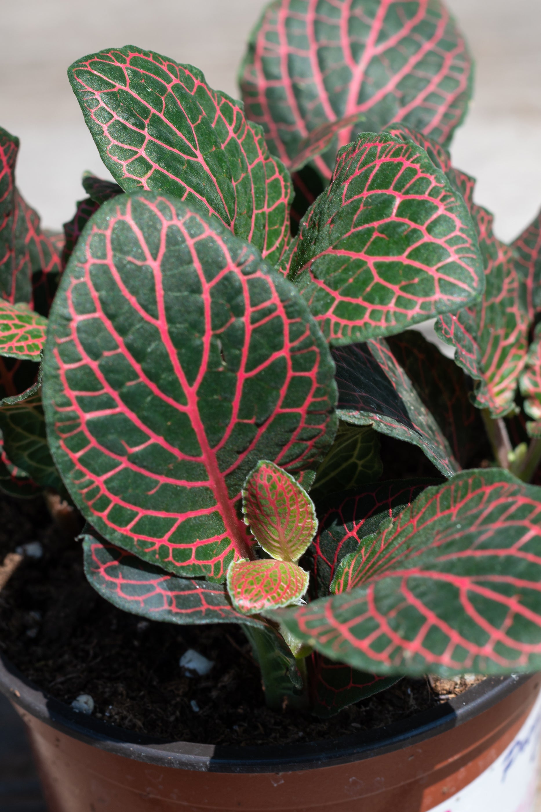 Fittonia albivenis red 4"