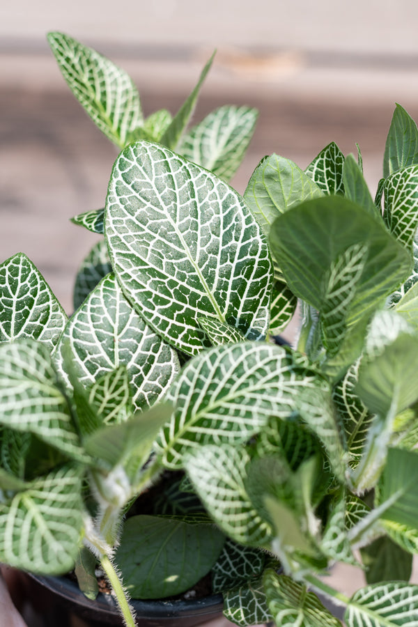 Close up of Fittonia albivenis white leaves