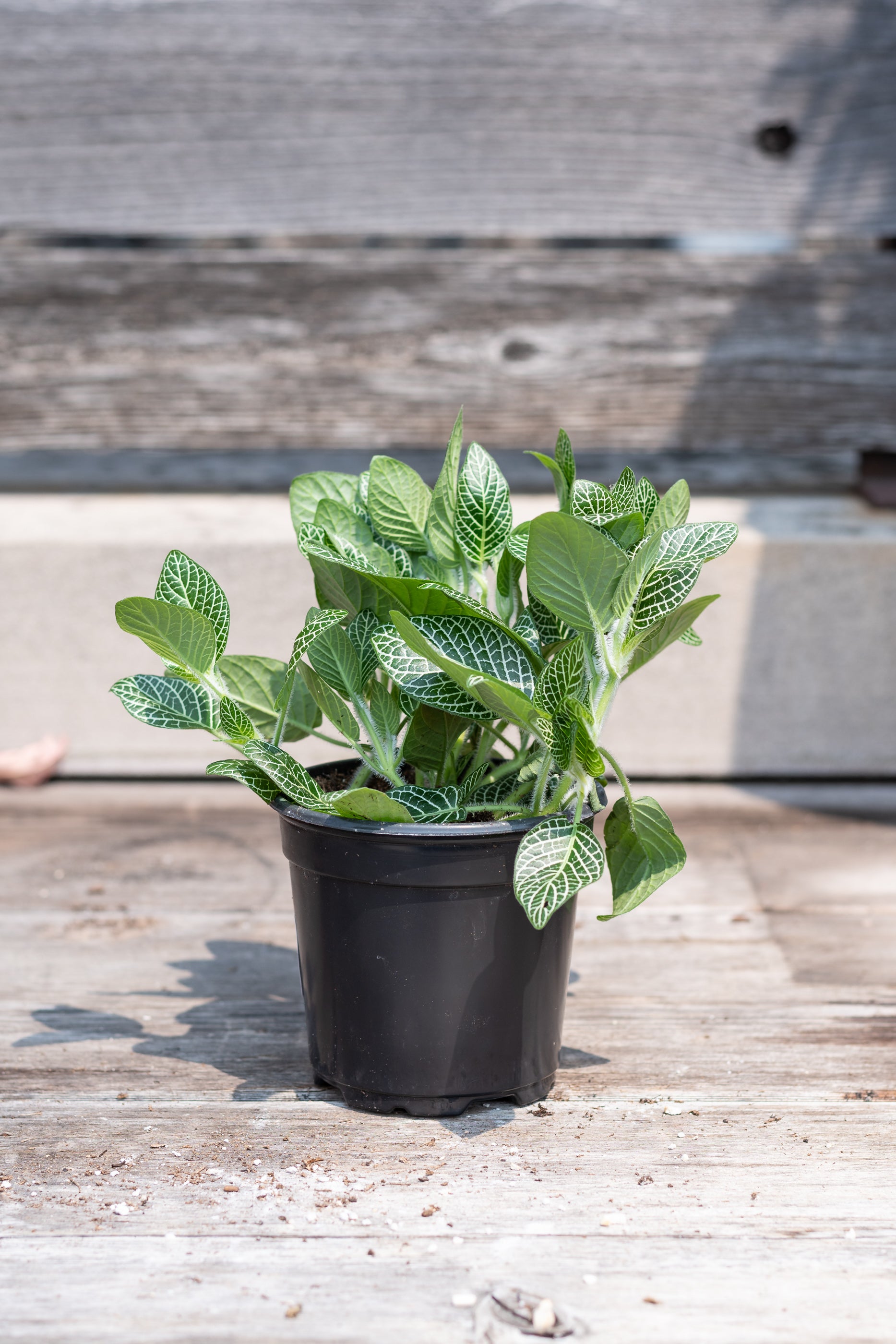 Fittonia albivenis white in grow pot in front of grey wood background