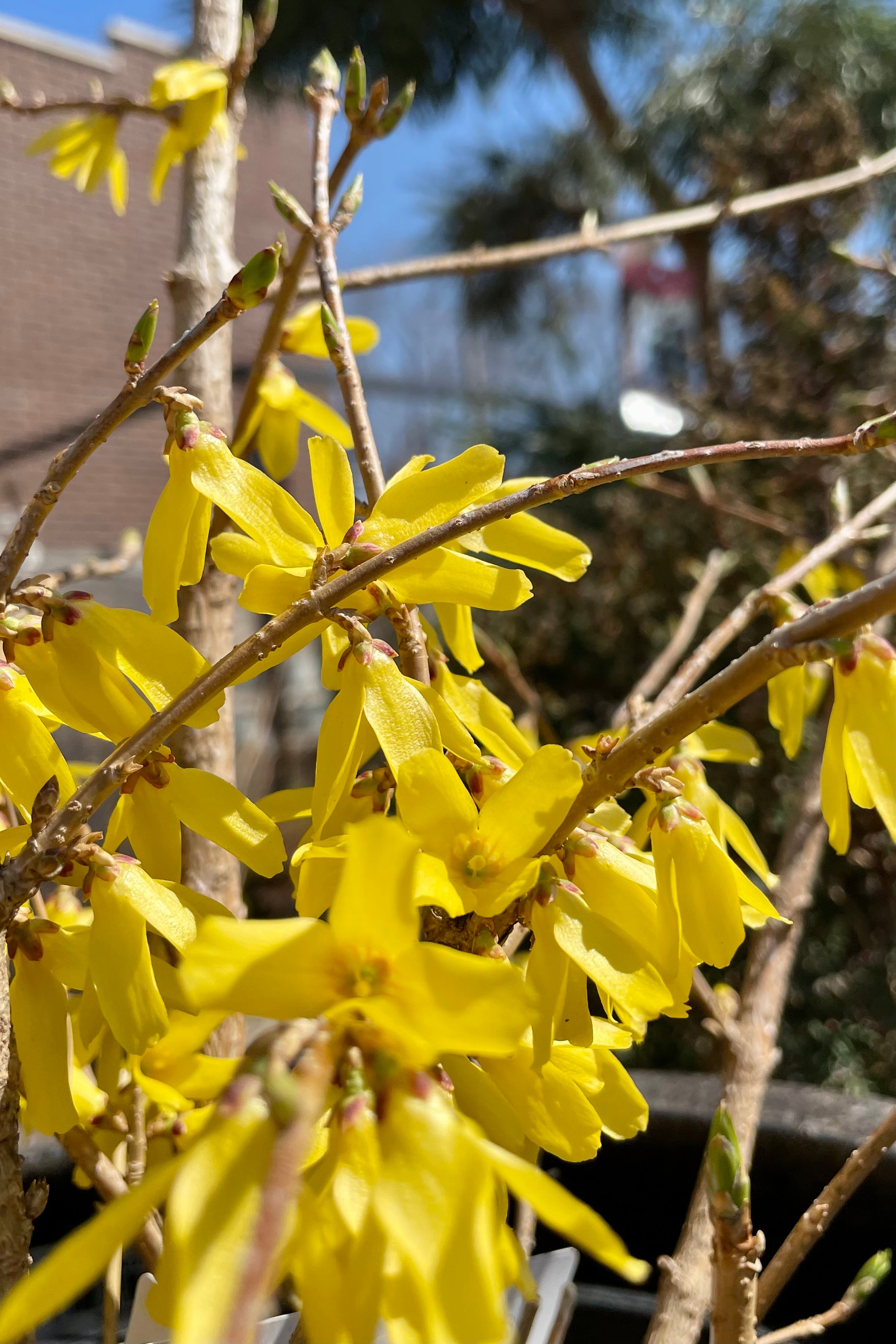 The vivid yellow flowers of the Forsythia 'Northern Gold' the beginning of April before the leaves comes out. 