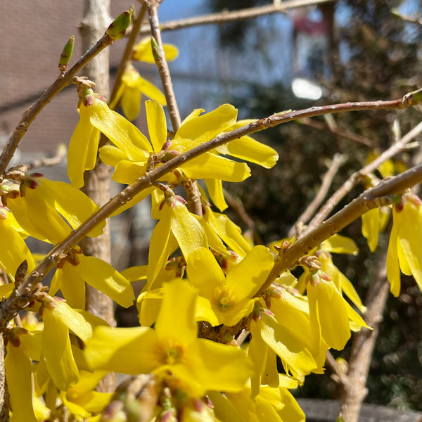 Forsythia online